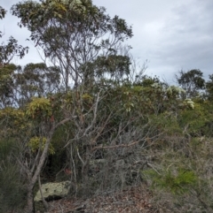 Corymbia gummifera at Beecroft Peninsula, NSW - 16 Jan 2024 03:18 PM