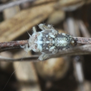 Cicadellidae (family) at Mount Taylor - 15 Jan 2024