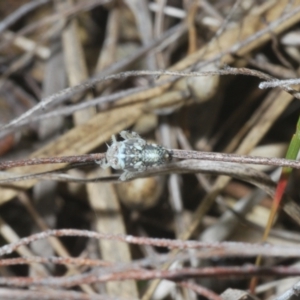 Cicadellidae (family) at Mount Taylor - 15 Jan 2024