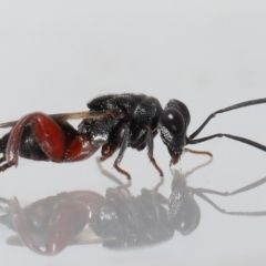 Unidentified Parasitic wasp (numerous families) at Wellington Point, QLD - 15 Jan 2024 by TimL
