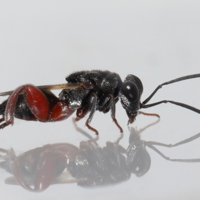 Unidentified Parasitic wasp (numerous families) at Wellington Point, QLD - 15 Jan 2024 by TimL