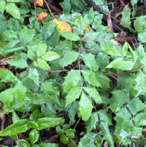 Berberis aquifolium at Mount Ainslie - 14 Jan 2024