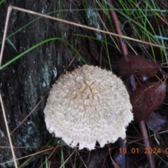 Boletellus sp. by bufferzone