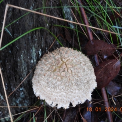 Unidentified Fungus at Oakdale, NSW - 17 Jan 2024 by bufferzone