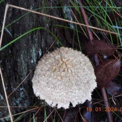 Boletellus sp. by bufferzone