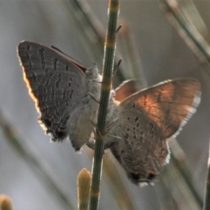 Acrodipsas aurata at Mount Ainslie - 13 Jan 2024