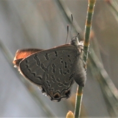 Acrodipsas aurata at Mount Ainslie - 13 Jan 2024