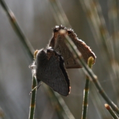 Acrodipsas aurata at Mount Ainslie - 13 Jan 2024