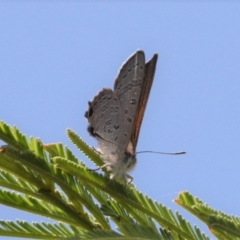 Acrodipsas aurata (Golden Ant-blue) at Hackett, ACT - 13 Jan 2024 by DavidForrester