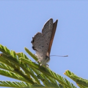 Acrodipsas aurata at Mount Ainslie - 13 Jan 2024