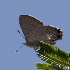 Acrodipsas aurata at Mount Ainslie - 13 Jan 2024