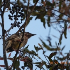 Anthochaera carunculata (Red Wattlebird) at Wollondilly Local Government Area - 18 Jan 2024 by bufferzone