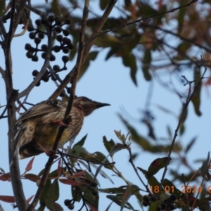 Anthochaera carunculata at Wollondilly Local Government Area - suppressed