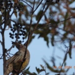 Anthochaera carunculata at Wollondilly Local Government Area - 18 Jan 2024