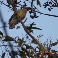 Anthochaera carunculata at Wollondilly Local Government Area - suppressed