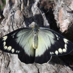 Delias harpalyce (Imperial Jezebel) at Mount Ainslie - 26 Sep 2023 by DavidForrester