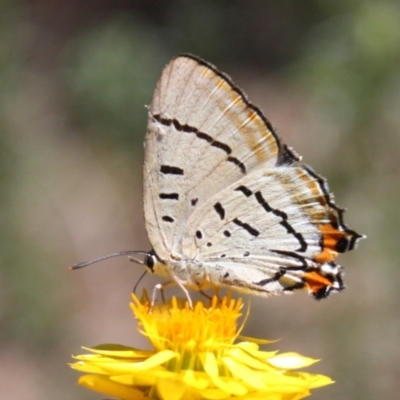 Jalmenus evagoras (Imperial Hairstreak) at Ainslie, ACT - 6 Jan 2024 by DavidForrester