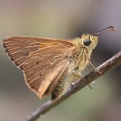 Timoconia flammeata (Bright Shield-skipper) at Mount Ainslie - 13 Jan 2024 by DavidForrester