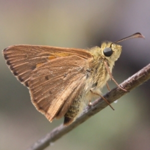 Timoconia flammeata at Mount Ainslie - 13 Jan 2024