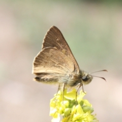 Timoconia flammeata at Mount Ainslie - 3 Jan 2024