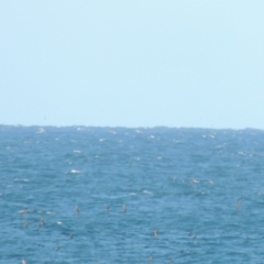 Ardenna tenuirostris at Merimbula, NSW - 10 Oct 2023 04:07 PM