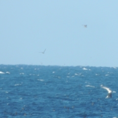 Ardenna tenuirostris at Merimbula, NSW - 10 Oct 2023 04:07 PM