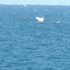 Ardenna tenuirostris at Merimbula, NSW - 10 Oct 2023 04:07 PM