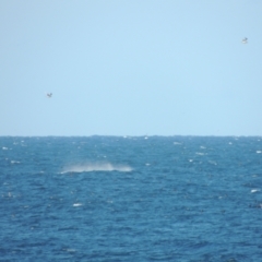 Ardenna tenuirostris at Merimbula, NSW - 10 Oct 2023 04:07 PM