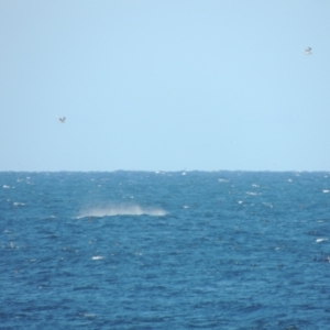 Ardenna tenuirostris at Merimbula, NSW - 10 Oct 2023 04:07 PM