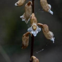 Gastrodia sp. (Potato Orchid) at Cotter River, ACT - 16 Jan 2024 by Ct1000