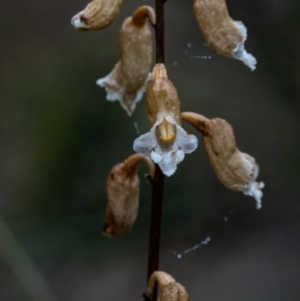 Gastrodia sp. at Namadgi National Park - 16 Jan 2024