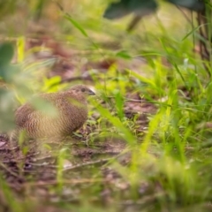 Synoicus ypsilophorus (Brown Quail) at Watson, ACT - 17 Jan 2024 by AniseStar