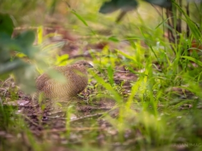 Synoicus ypsilophorus (Brown Quail) at Watson Green Space - 17 Jan 2024 by AniseStar