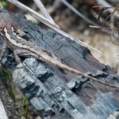 Rankinia diemensis (Mountain Dragon) at Bargo River State Conservation Area - 10 Jan 2024 by JanHartog