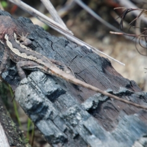 Rankinia diemensis at Bargo River State Conservation Area - 10 Jan 2024 11:44 AM