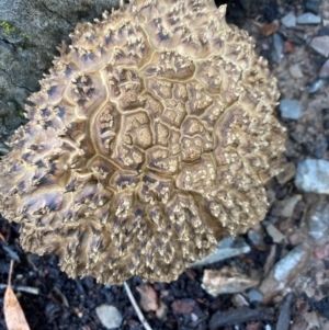 Boletellus sp. (genus) at Bruce Ridge - 17 Jan 2024 05:25 PM