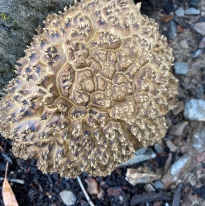 Boletellus sp. (genus) (A Bolete) at Bruce, ACT - 17 Jan 2024 by lyndallh