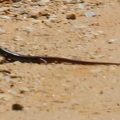 Unidentified Legless Lizard at Bargo River State Conservation Area - 10 Jan 2024 by JanHartog