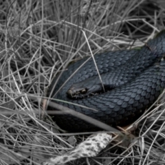 Austrelaps ramsayi (Highlands Copperhead) at Namadgi National Park - 16 Jan 2024 by Ct1000