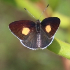 Candalides xanthospilos (Yellow-spotted Blue) at Wingecarribee Local Government Area - 10 Jan 2024 by JanHartog