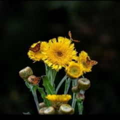 Chrysolarentia chrysocyma (Small Radiating Carpet) at Namadgi National Park - 16 Jan 2024 by Ct1000