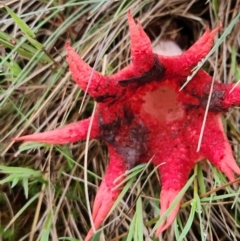 Aseroe rubra (Anemone Stinkhorn) at Namadgi National Park - 16 Jan 2024 by Ct1000