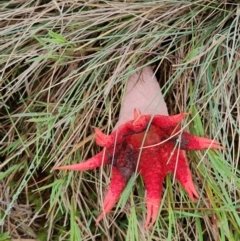 Aseroe rubra at Namadgi National Park - 16 Jan 2024