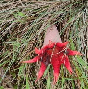 Aseroe rubra at Namadgi National Park - 16 Jan 2024