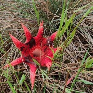 Aseroe rubra at Namadgi National Park - 16 Jan 2024