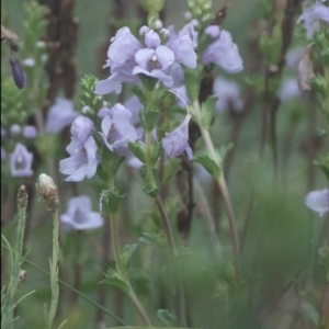 Euphrasia collina subsp. paludosa at Namadgi National Park - 16 Jan 2024