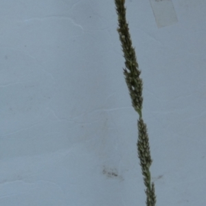 Sporobolus creber at QPRC LGA - 18 Jan 2024