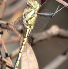 Hemicordulia tau (Tau Emerald) at Queanbeyan West, NSW - 17 Jan 2024 by Paul4K