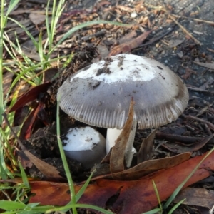 Amanita sp. at QPRC LGA - 18 Jan 2024