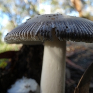 Amanita sp. at QPRC LGA - 18 Jan 2024